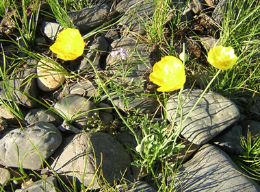 Гүргэм шар намуу